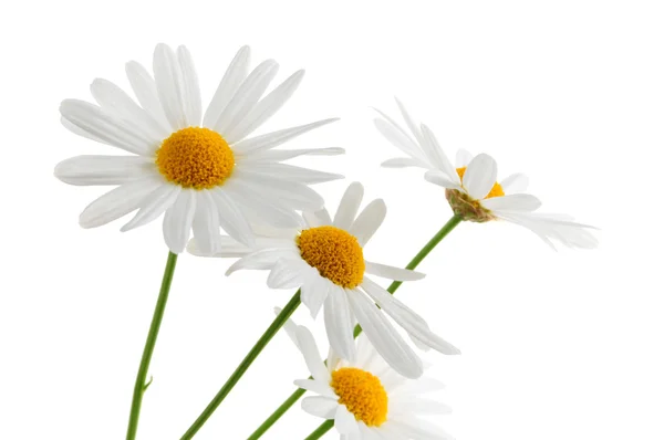 Százszorszép Virágok Elszigetelt Fehér Háttér — Stock Fotó