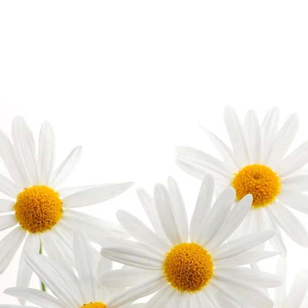 Beyaz Arkaplanda Izole Papatya Çiçekleri — Stok fotoğraf