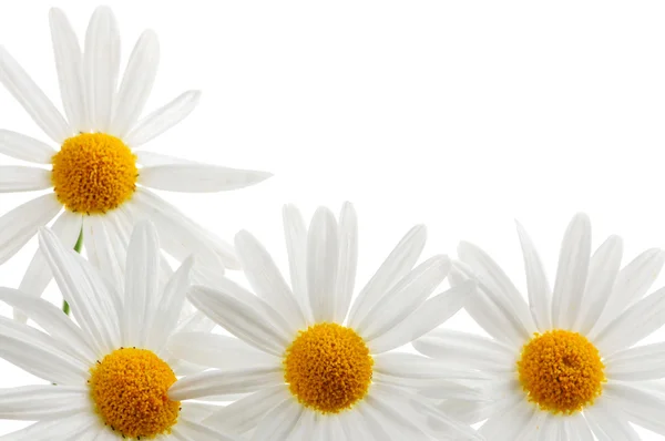 Beyaz Arkaplanda Izole Papatya Çiçekleri — Stok fotoğraf