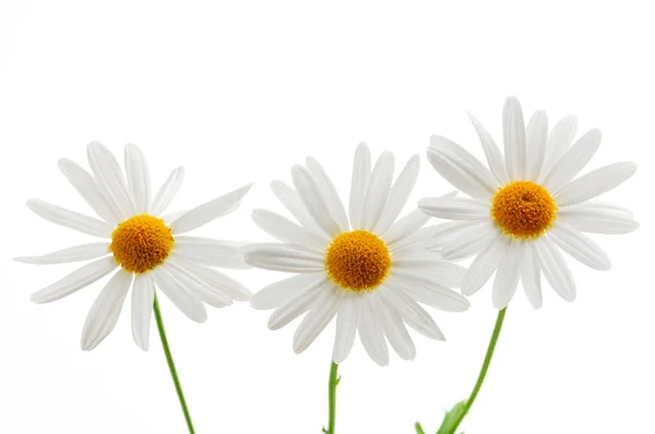 Άνθη Μαργαρίτας Απομονωμένα Λευκό Φόντο — Φωτογραφία Αρχείου