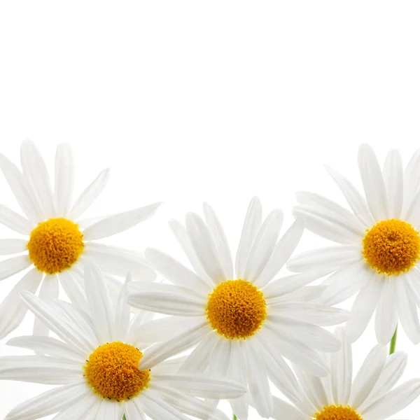 Gänseblümchen auf weißem Hintergrund — Stockfoto