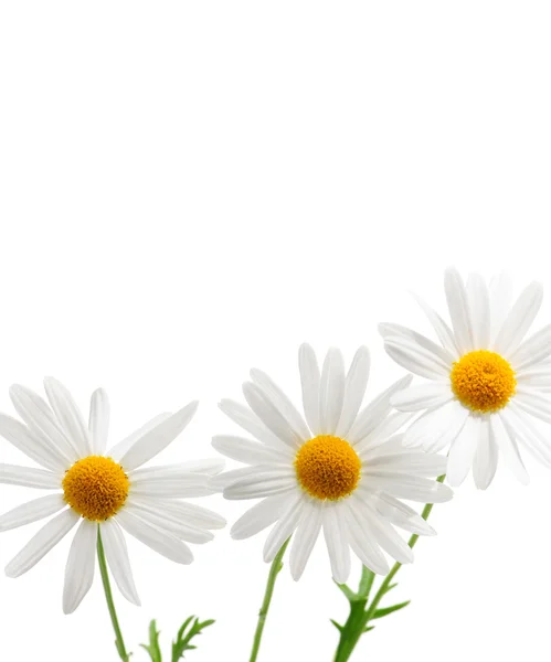 Flores Margarita Aisladas Sobre Fondo Blanco —  Fotos de Stock