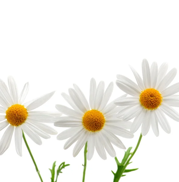 Άνθη Μαργαρίτας Απομονωμένα Λευκό Φόντο — Φωτογραφία Αρχείου