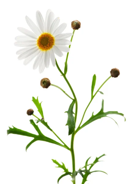 Daisy Plant Met Een Bloem Geïsoleerd Witte Achtergrond — Stockfoto
