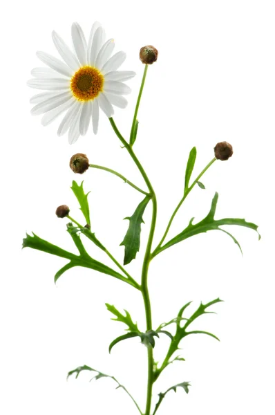 雏菊植物与孤立在白色背景上的一朵花 — 图库照片
