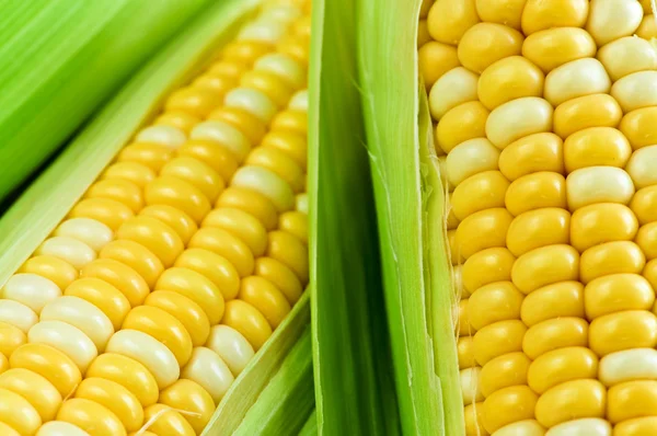Kukorica közelről — Stock Fotó
