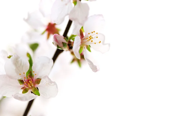 Pembe Kiraz Çiçekleri Beyaz Zemin Üzerine Izole Makro — Stok fotoğraf