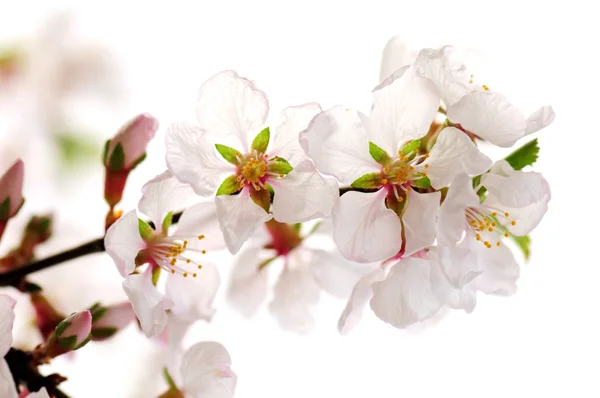 Макрос Рожевих Вишневих Квітів Ізольовані Білому Тлі — стокове фото