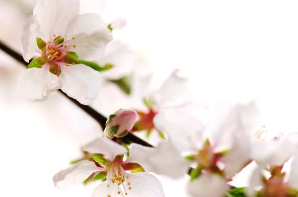 Růžové květy třešní — Stock fotografie