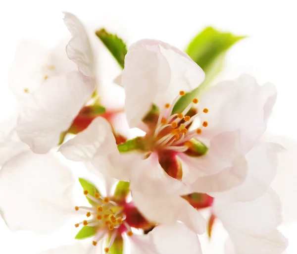 Makro Rosa Körsbär Blommar Isolerad Vit Bakgrund — Stockfoto