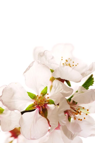 Macro Fleurs Cerisier Rose Isolé Sur Fond Blanc — Photo
