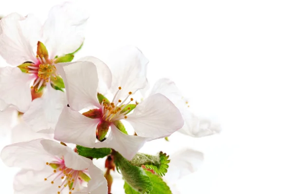 Μακροεντολής Του Ροζ Άνθη Κερασιάς Που Απομονώνονται Λευκό Φόντο — Φωτογραφία Αρχείου