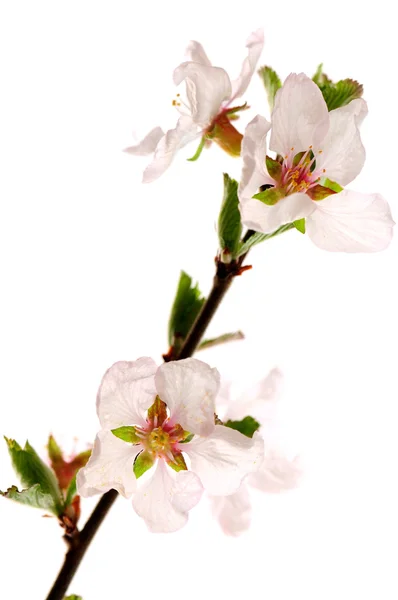 Růžové květy třešní — Stock fotografie