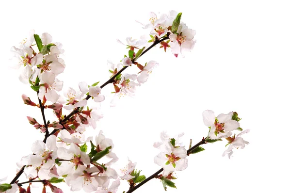 Ágak Rózsaszín Cseresznye Virágok Elszigetelt Fehér Background — Stock Fotó