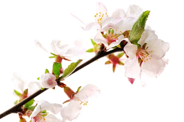 Větev Růžové Třešňové Květy Izolované Bílém Pozadí — Stock fotografie