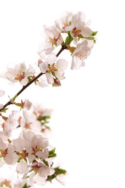 Branche Avec Des Fleurs Cerisier Rose Isolé Sur Fond Blanc — Photo