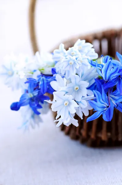 Első tavaszi virágok — Stock Fotó