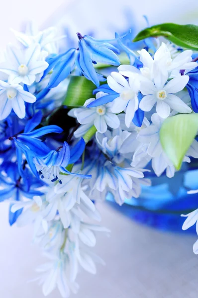 最初の春の花のクローズ アップの青い花束 — ストック写真