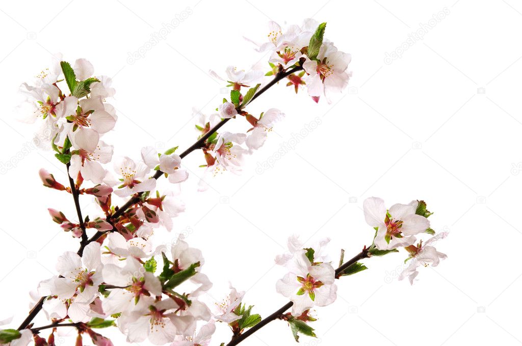 Branches with pink cherry blossoms isolated on white background