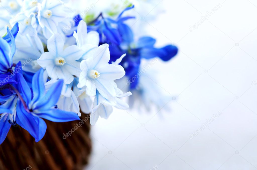Blue bouquet of first spring flowers in a basket - floral background