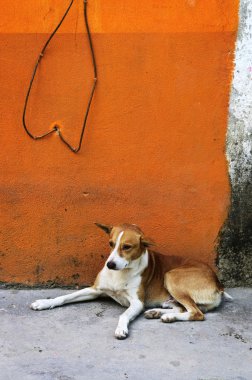 Dog near colorful wall in Mexican village clipart