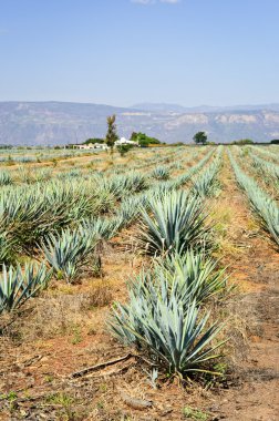 Agave kaktüs alan tekila Meksika yakınlarında