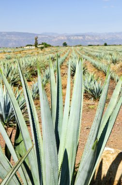 Agave kaktüs alan Meksika