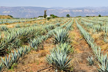 Agave cactus field near Tequila in Mexico clipart