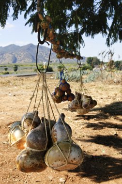 Traditional calabash gourd bottles hanging from a tree near Tequila in Jalisco, Mexico clipart