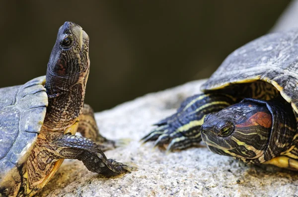 Kırmızı kulaklı kaymak kaplumbağalar — Stok fotoğraf