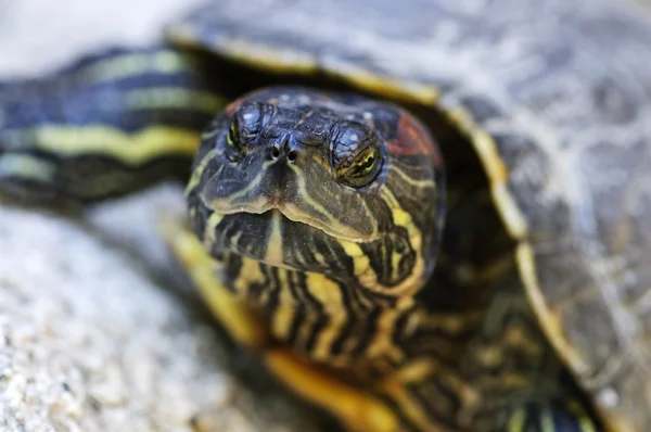 Kayalıklarda Oturan Kırmızı Kulaklı Kaymak Kaplumbağa Kapatın — Stok fotoğraf