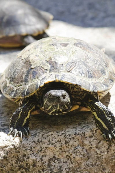 Kırmızı kulaklı kaymak kaplumbağa — Stok fotoğraf