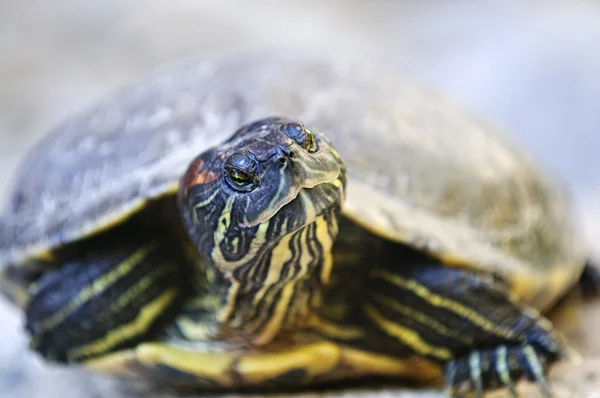Kayalıklarda Oturan Kırmızı Kulaklı Kaymak Kaplumbağa Kapatın — Stok fotoğraf