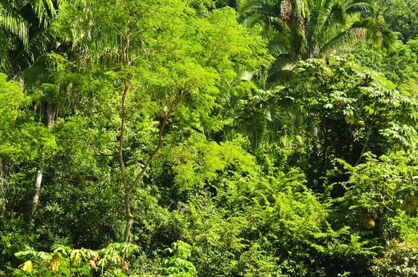 Sfondo della giungla tropicale — Foto Stock