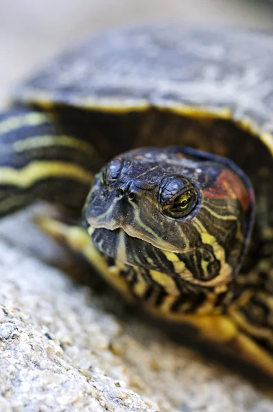 Rode Phayre schuifregelaar schildpad — Stockfoto