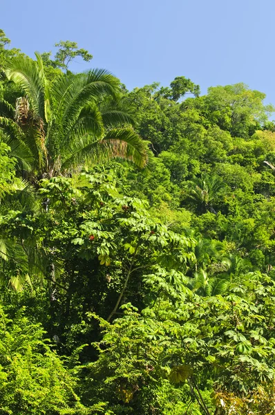 열 대 정글 배경 — 스톡 사진