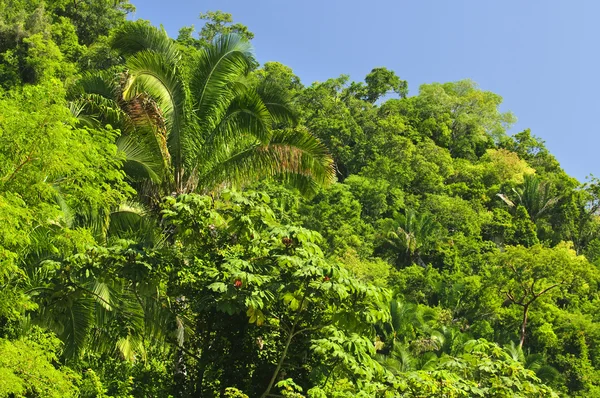 Antecedentes Exuberante Selva Tropical Costa Del Pacífico México —  Fotos de Stock