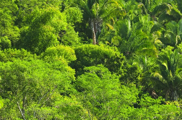 Sfondo della giungla tropicale — Foto Stock