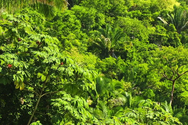 Fundo da selva tropical — Fotografia de Stock