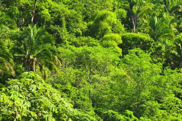 Φόντο Της Πλούσια Τροπική Ζούγκλα Στο Ειρηνικού Ακτής Του Μεξικού — Φωτογραφία Αρχείου