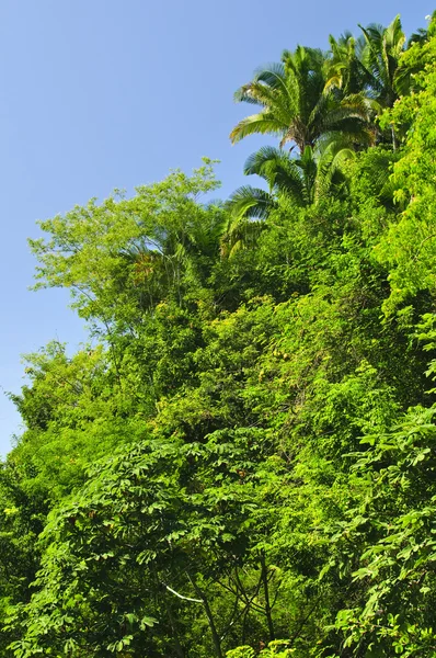 Φόντο Της Πλούσια Τροπική Ζούγκλα Στο Ειρηνικού Ακτής Του Μεξικού — Φωτογραφία Αρχείου