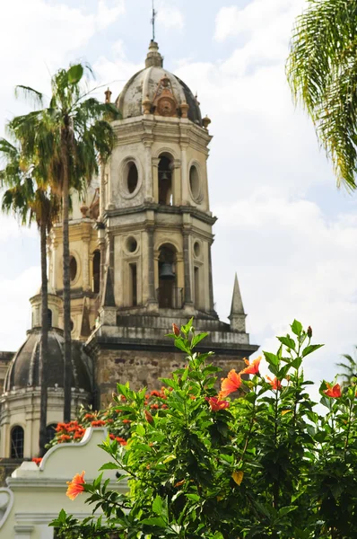芙蓉花盛开的孤独或 Templo 索莱达 墨西哥瓜达拉哈拉 哈利斯科州寺附近 — 图库照片