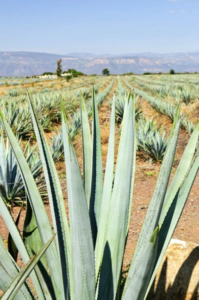 stock image Agave cactus field in Mexico