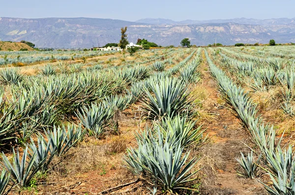 stock image Agave cactus field near Tequila in Mexico