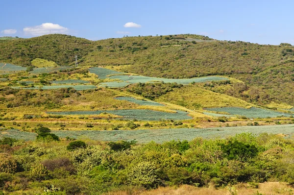 Agave paisagem campo de cacto no México — Fotografia de Stock
