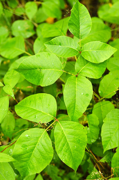 Poison ivy plants growing in forest - common poisonous plant in North America