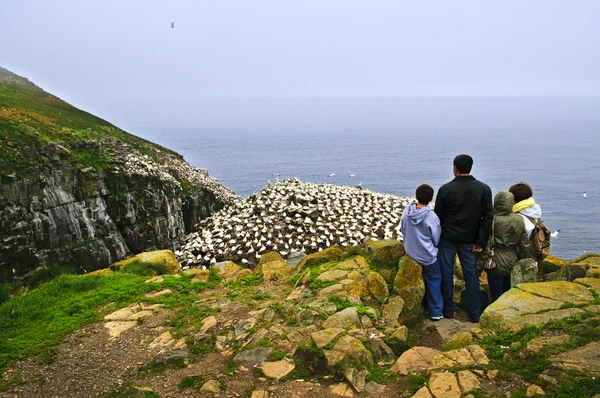 Family Watching Northern Gannets Cape Mary Ecological Bird Sanctuary Newfoundland — стоковое фото