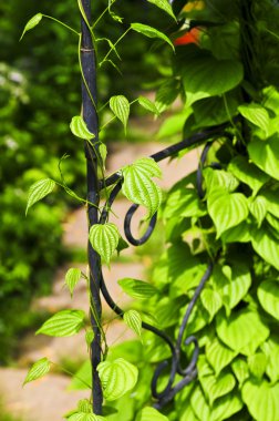 Vine on wrought iron arbor clipart