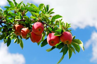 Apples on a branch clipart