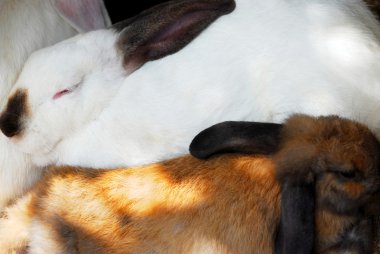 iki uyku tavşan, beyaz ve kahverengi, portre